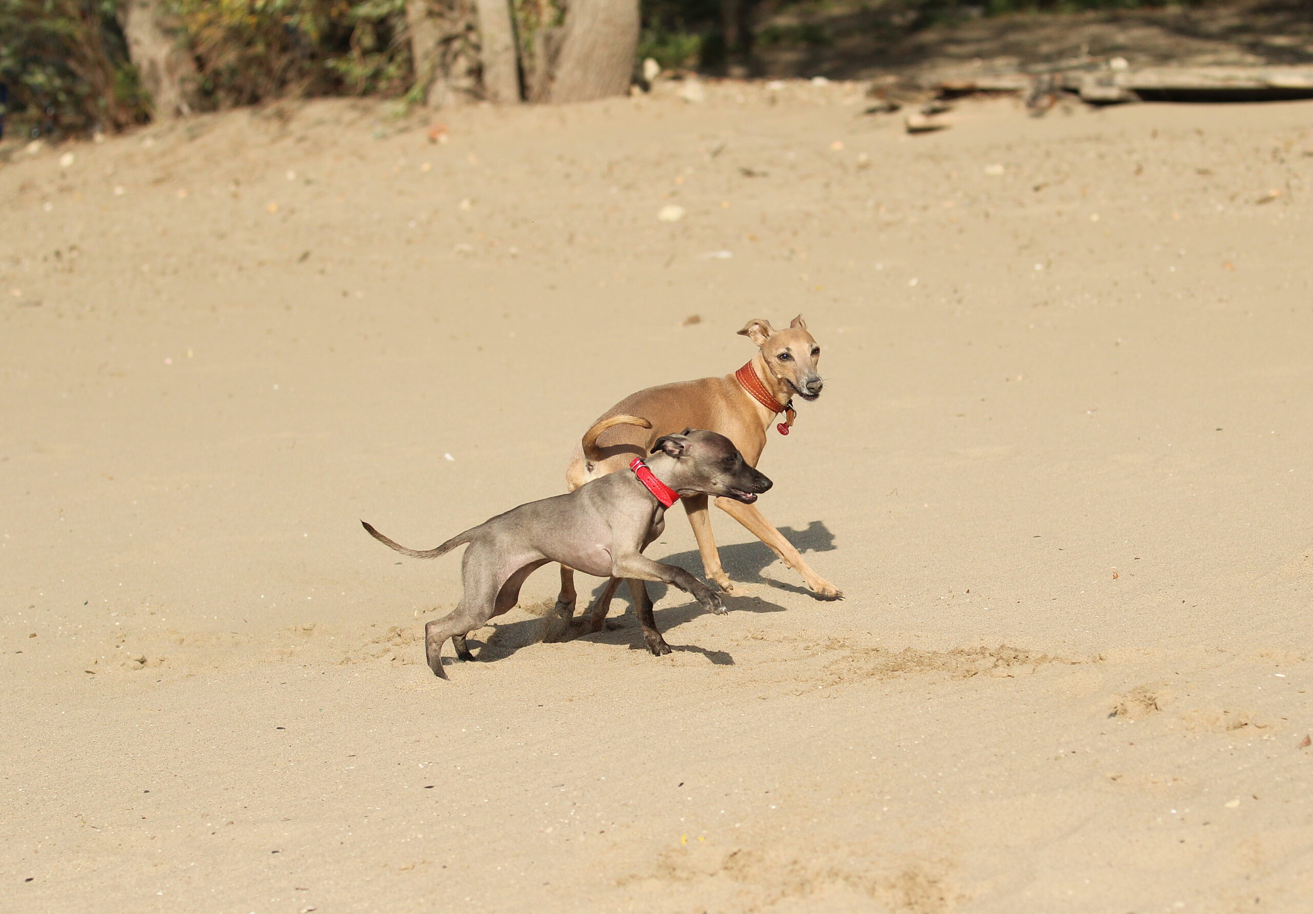 Do Italian Greyhounds Do Better In Pairs? Workplace Pet