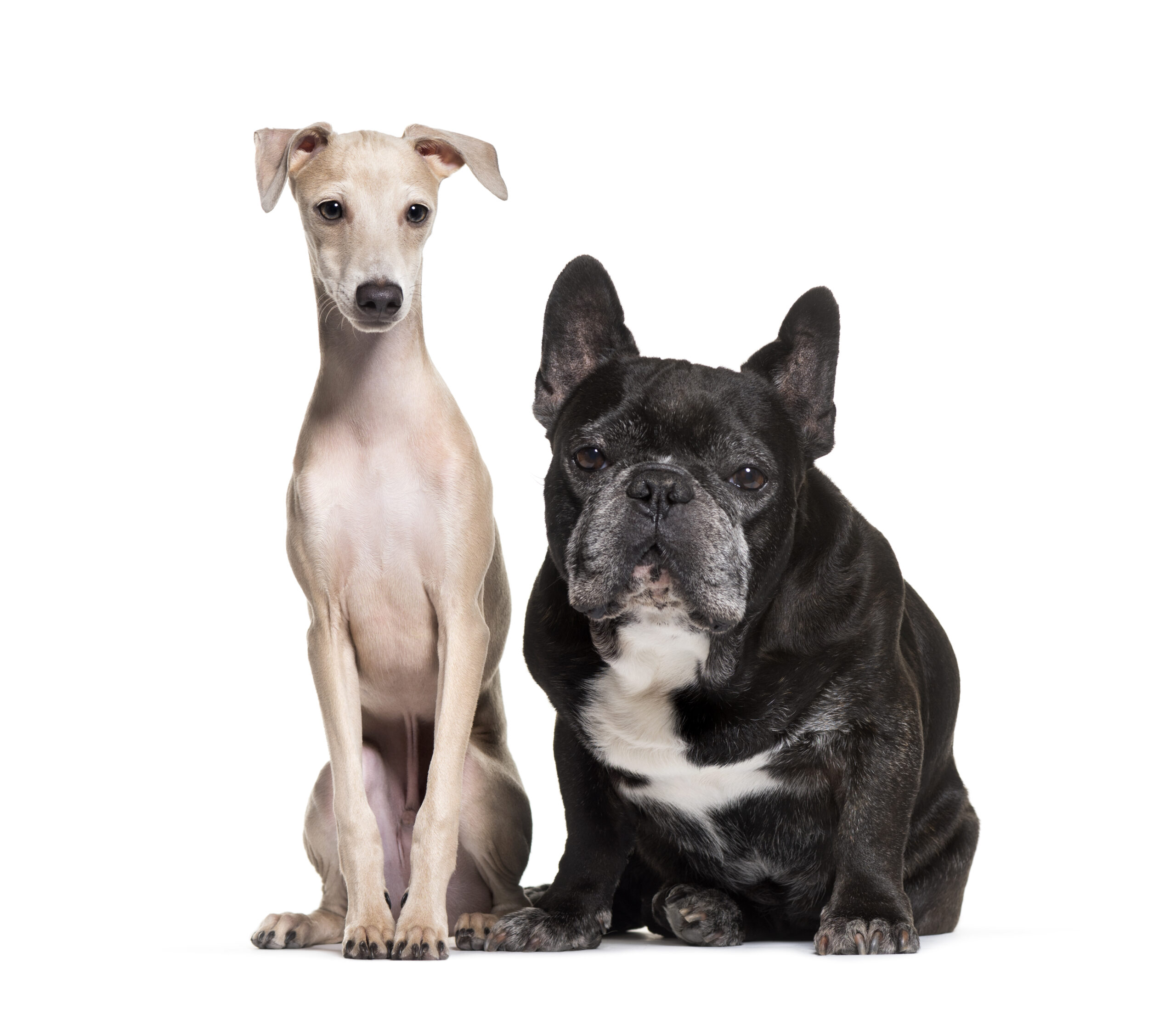 Two dogs; French Bulldog and Italian Greyhound. Do they do Better In Pairs?