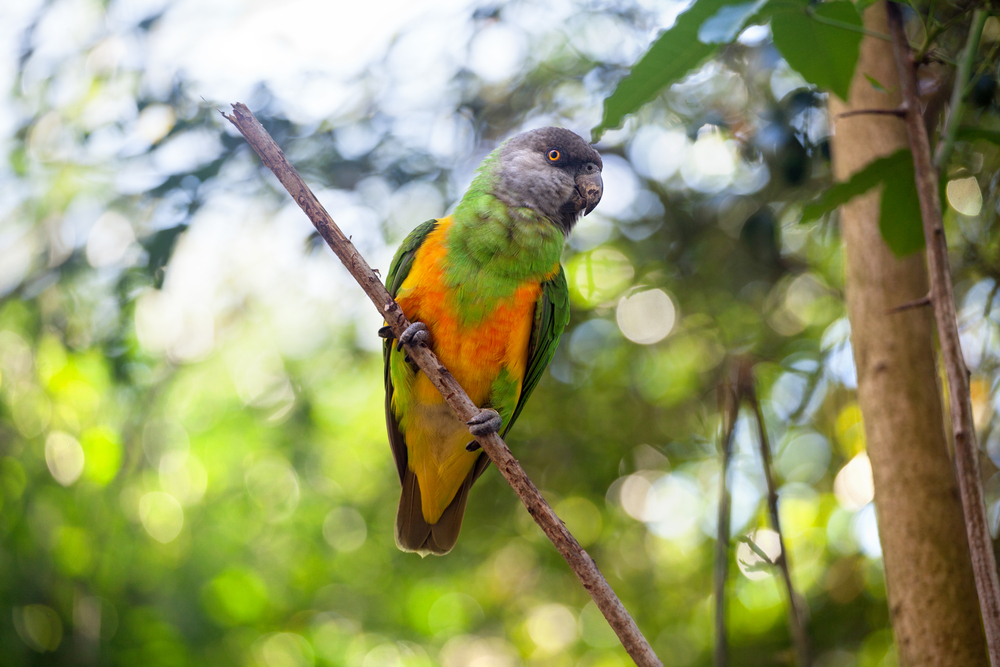 Quiet Senegal Parrots for the workplace
