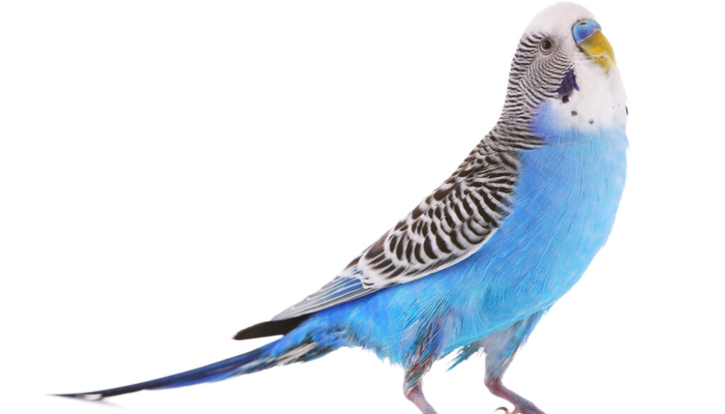 blue budgie blue budgie