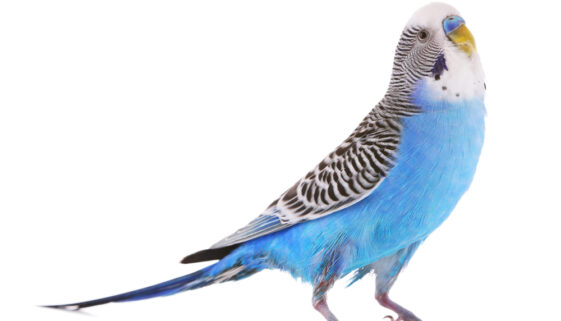 blue budgie