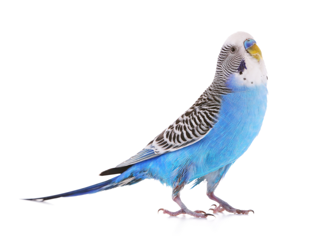 Quiet Pet Budgie for the workplace