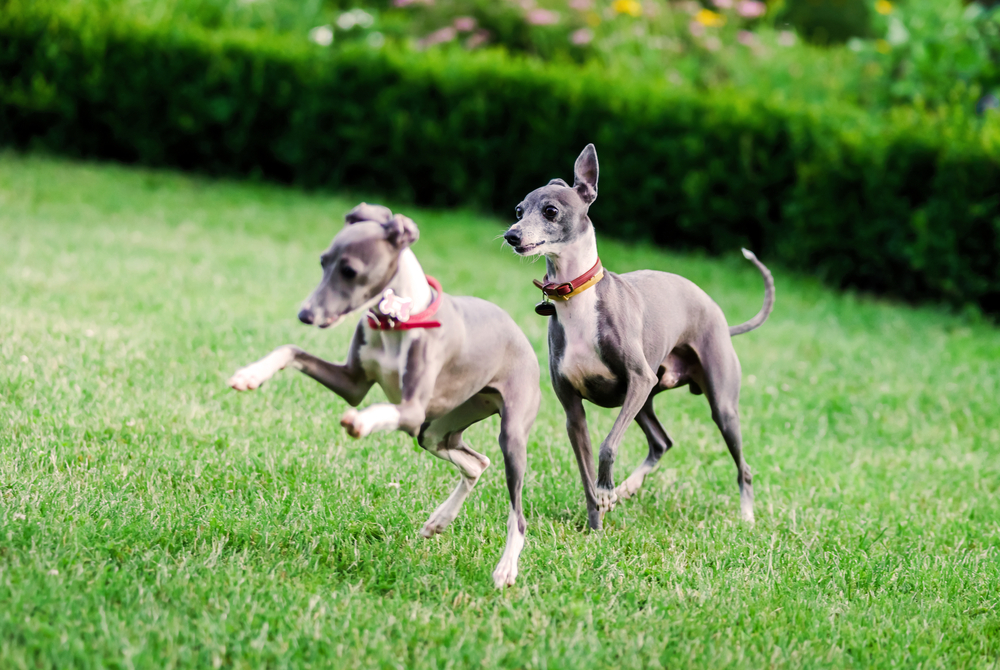 Italian Greyhound playing in countryside park