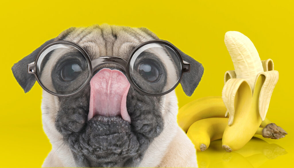 Pug loves banana