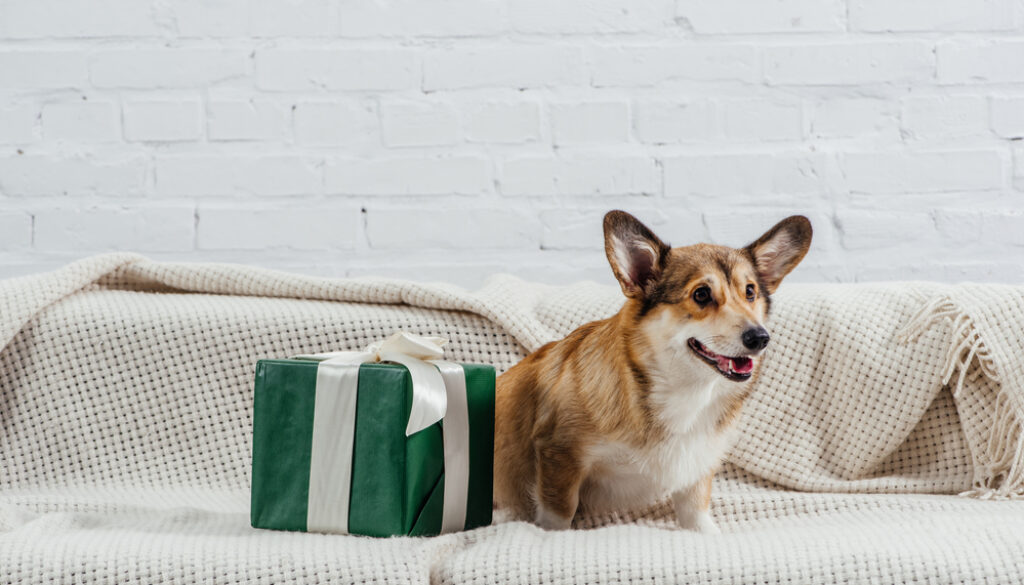 Corgi Birthday Corgi Birthday