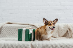 Corgi Birthday Corgi Birthday