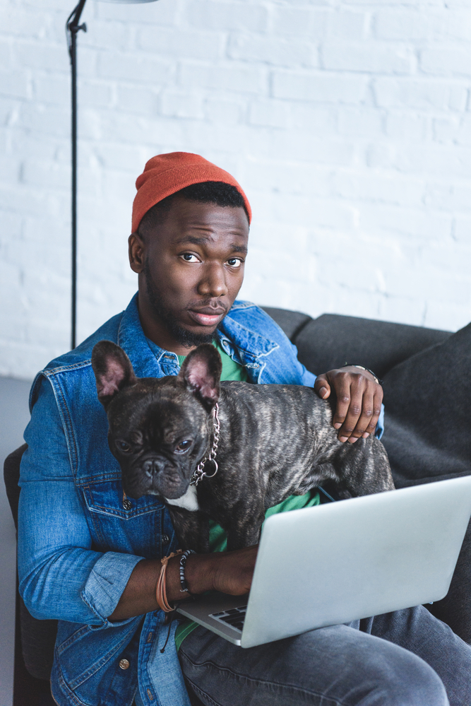 french bulldog laptop at work