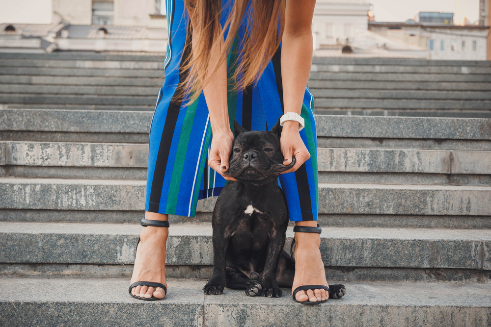 Your French Bulldogs Bladder Control