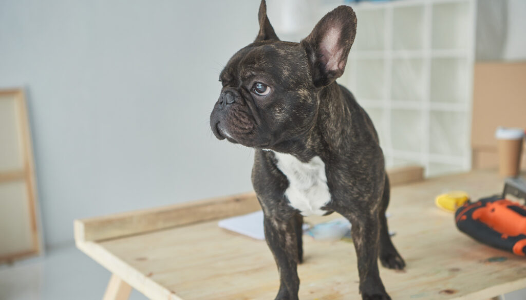 french bulldog French Bulldog