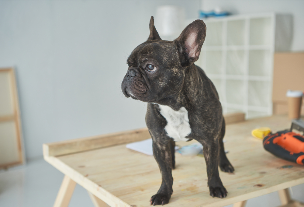 Can French Bulldogs Be Left Alone? Workplace Pet
