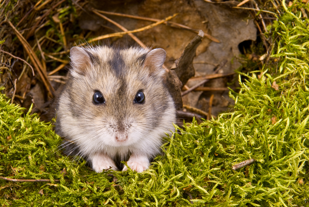 Do Hamsters Eat Each Other? in the wild yes.