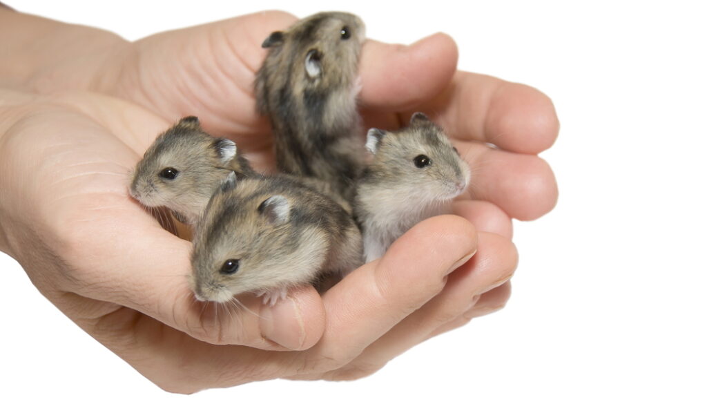 hamsters in hands hamsters in hands, will they eat each other?