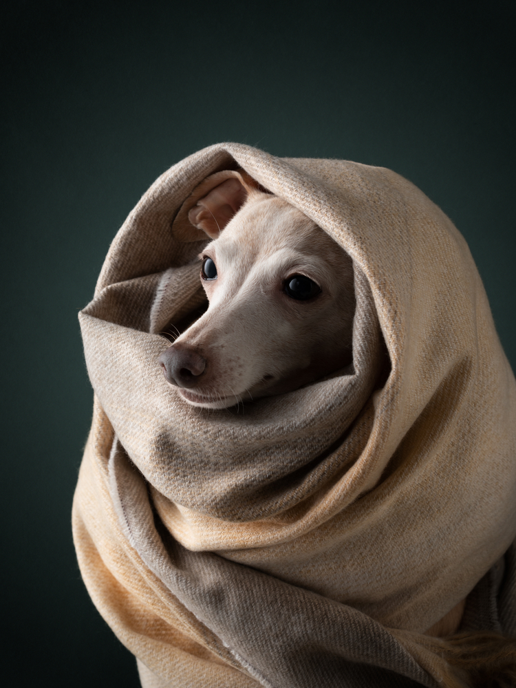 Italian Greyhound cozy cold