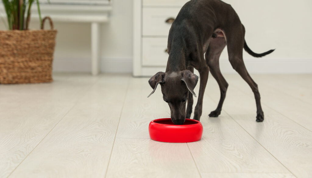 Italian Greyhound dog eating from bowl Italian Greyhound dog eating from bowl
