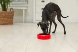 Italian Greyhound dog eating from bowl Italian Greyhound dog eating from bowl