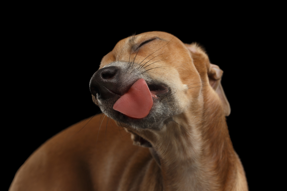 Italian Greyhound licking dental care