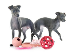 puppies Italian greyhound puppies Italian greyhound