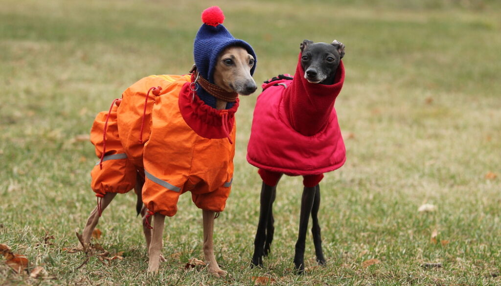 are Italian Greyhounds good for first time owners? are Italian Greyhounds good for first time owners?