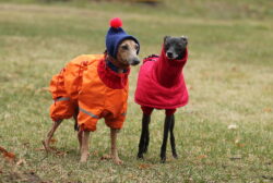 are Italian Greyhounds good for first time owners? are Italian Greyhounds good for first time owners?