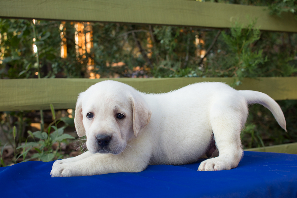 labrador puppy