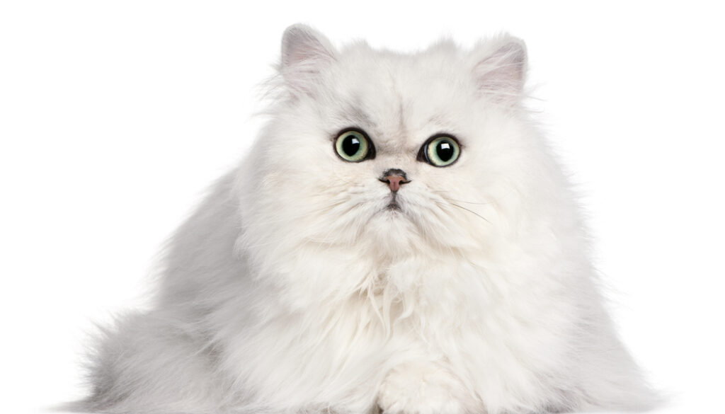 Persian cat fluffy – workplace pet