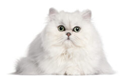 Persian cat fluffy Persian cat fluffy – workplace pet