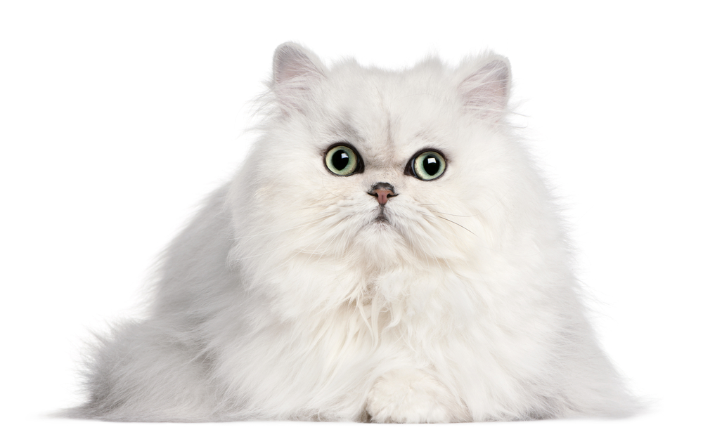 Persian cat fluffy – workplace pet