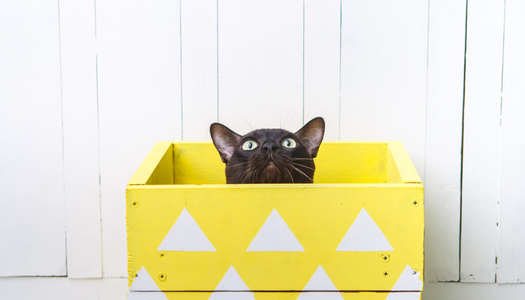 Did curiosity kill the cat? Did curiosity kill the cat?