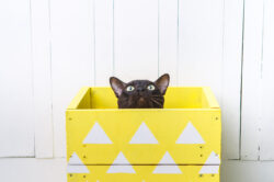 Did curiosity kill the cat? Did curiosity kill the cat?