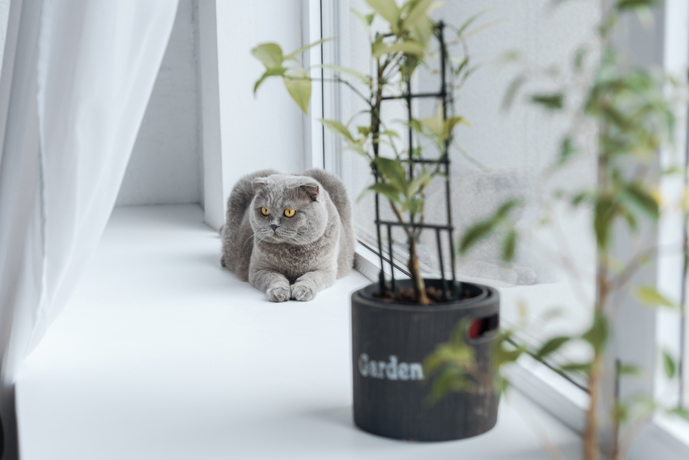 Can plants kill a cat?