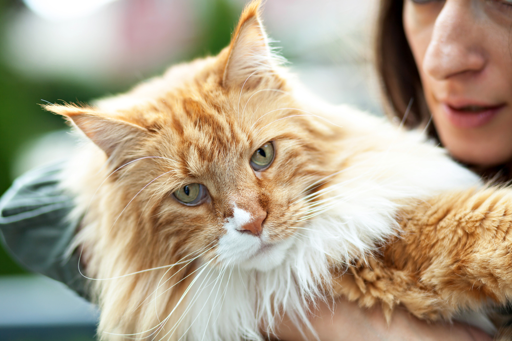 Maine Coon Cat