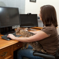 work with Bengal Cat