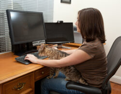 Work with Bengal Cat work with Bengal Cat