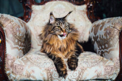 Maine Coon Maine Coon workplace pet