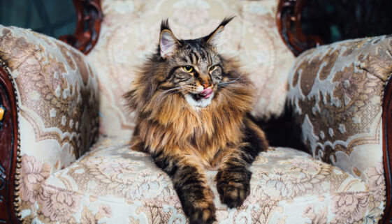 Maine Coon