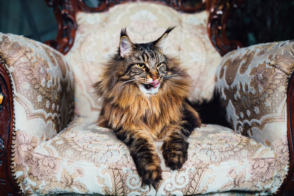 Maine Coon workplace pet