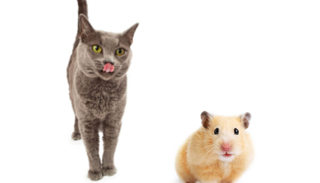 Hamster isolated Hamster isolated