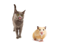 Hamster isolated Hamster isolated