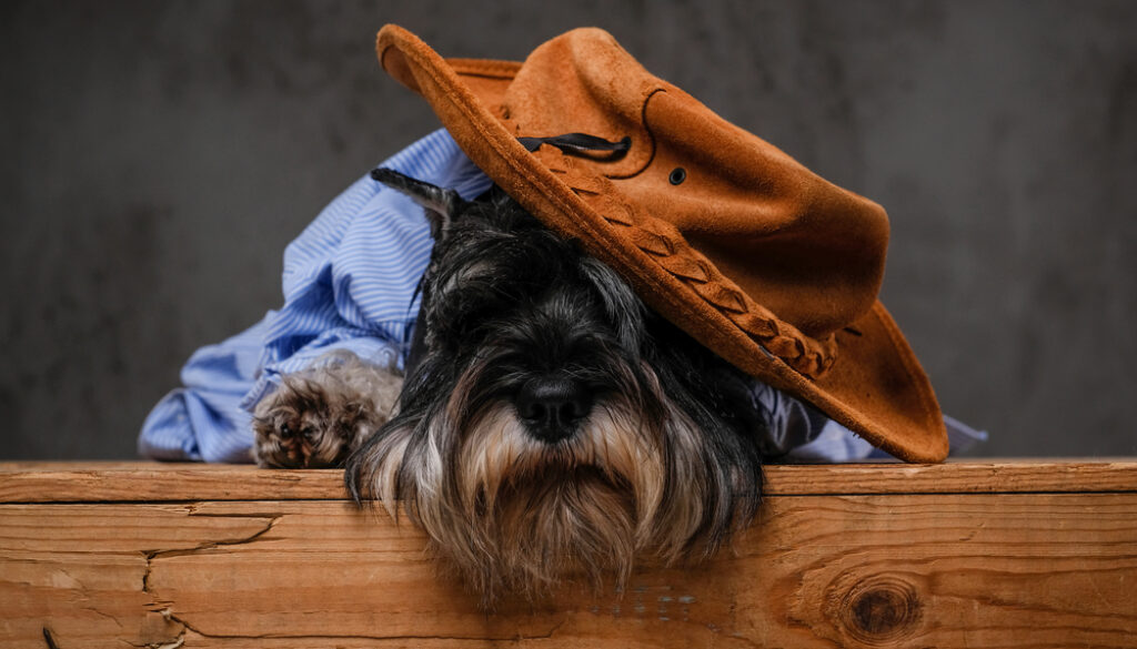 Workplace Scottish Terrier