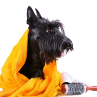 Scottish Terrier Bath