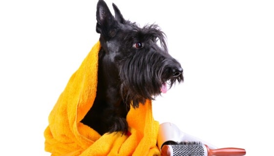 Scottish Terrier Bath