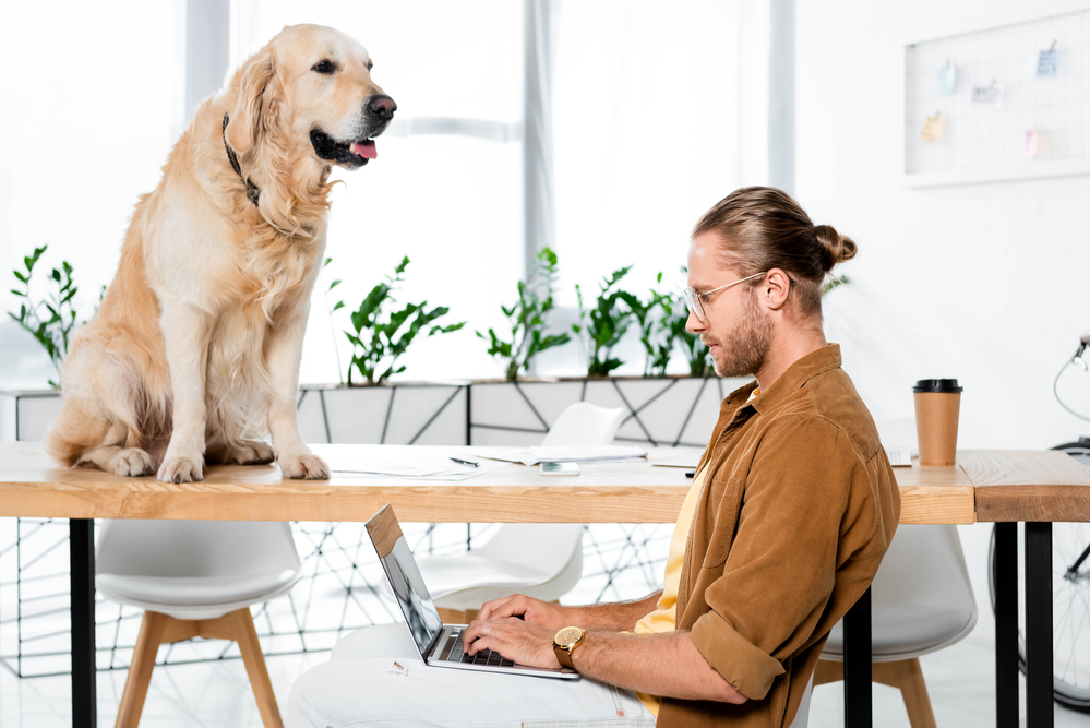 dog on table