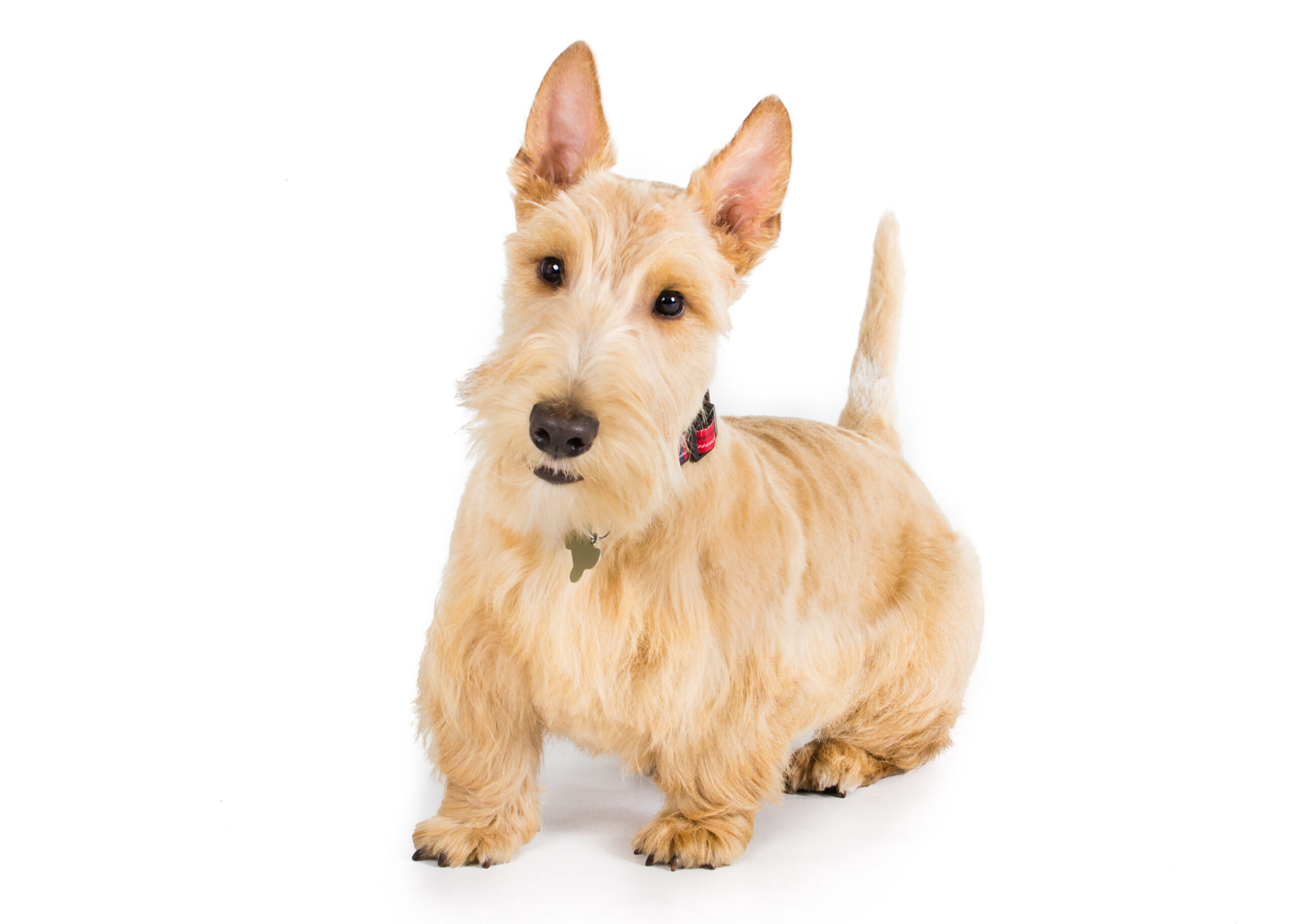 Bathe Scottish Terrier