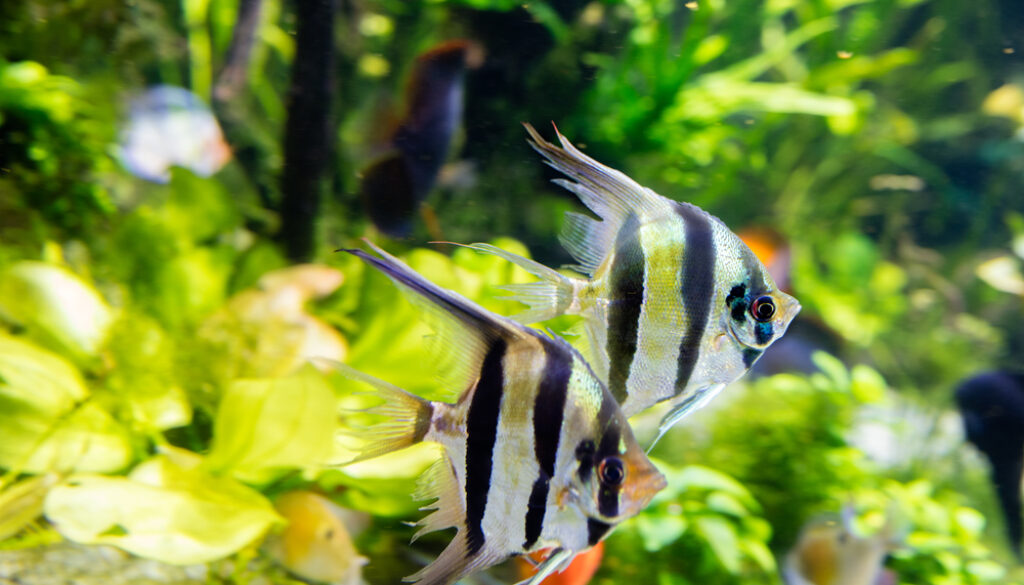 Angelfish Pterophyllum scalare AngelFish