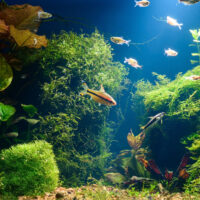 Best Plants For Baby Fish To Hide In