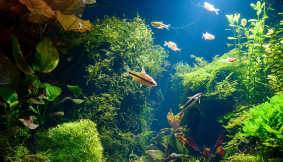 Best Plants For Baby Fish To Hide In
