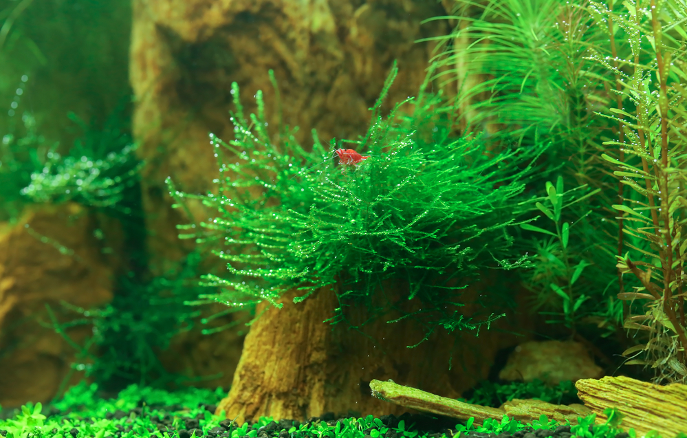 Java Moss