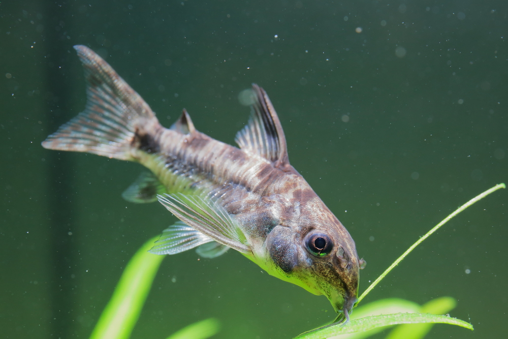 Peppered Catfish