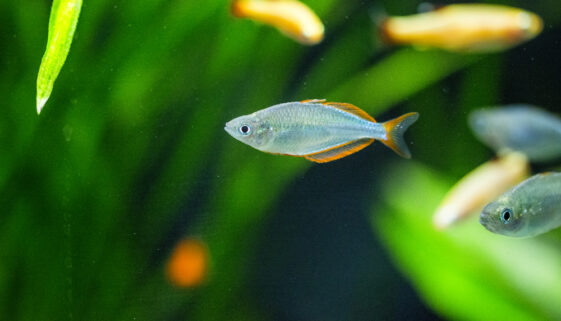 neon rainbowfish