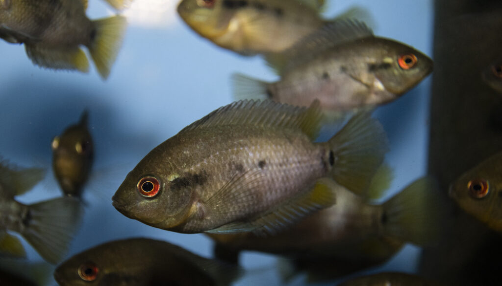 rainbow cichlid rainbow cichlid